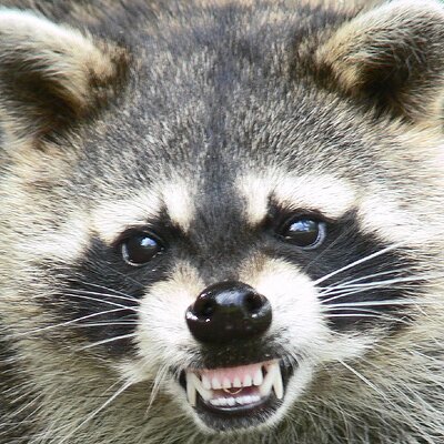 Profile Picture of Zachary Pate (@ZacharyPate) on Twitter