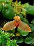 Profile Picture of Bulbophyllum moniliformeon Wikipedia