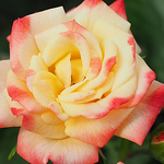 Profile Picture of John Grant (@the.grant) on Flickr