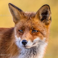 Profile Picture of David Antonioli (@david-antonioli) on Quora