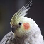 Delphine meersseman - Instagram Profile Picture of Delphine meersseman (@dedel.pioupiou) on Instagram