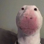 Profile Picture of Julia Jannetto (@judging_julia) on Instagram