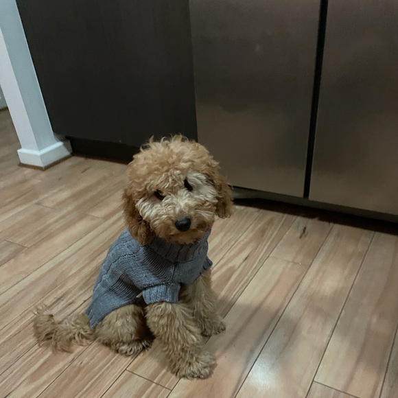 Profile Picture of Karen Camporeale (@kazza219) on Poshmark