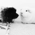 Profile Picture of Mo & Steve & Bellamy (@mo_steve_bellamy_delightfulduo) on Instagram