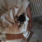 perrita la cagna allegra - Instagram Profile Picture of perrita la cagna allegra (@perrita_l_eroina) on Instagram