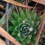 Profile Picture of Damaris Chacon (@damaris.chacon.5688) on Instagram