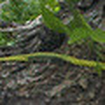 Profile Picture of Frank Silva (@franksilva787) on Flickr