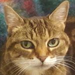 Profile Picture of Olivier de Croizant (@phyllisdemotta) on Instagram