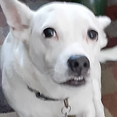 Profile Picture of Adam Karlin (@KarlinAdam) on Twitter