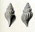 Profile Picture of Marshallenaon Wikipedia