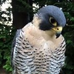 Profile Picture of Stephen Sanders (@sd.falconry) on Instagram