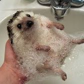 Profile Picture of Kate Wilhelm (@katemwilhelm) on Pinterest