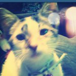 Profile Picture of Mandi Jacobs (@chick_234) on Instagram