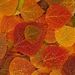 Profile Picture of Annette Dietrich (@neer2you) on Pinterest