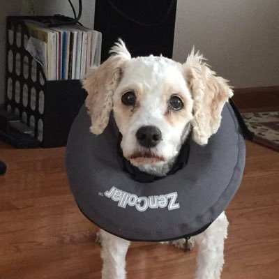 Susan Krueger - Twitter Profile Picture of Susan Krueger (@smu62) on Twitter