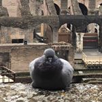 Profile Picture of _krisztian_around_the_world (@chris_thepigeon) on Instagram