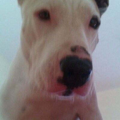 Profile Picture of Dawn Braham (@dawnbraham) on Twitter