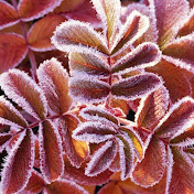 Profile Picture of Paula Boyd (@paulaboyd49) on Youtube