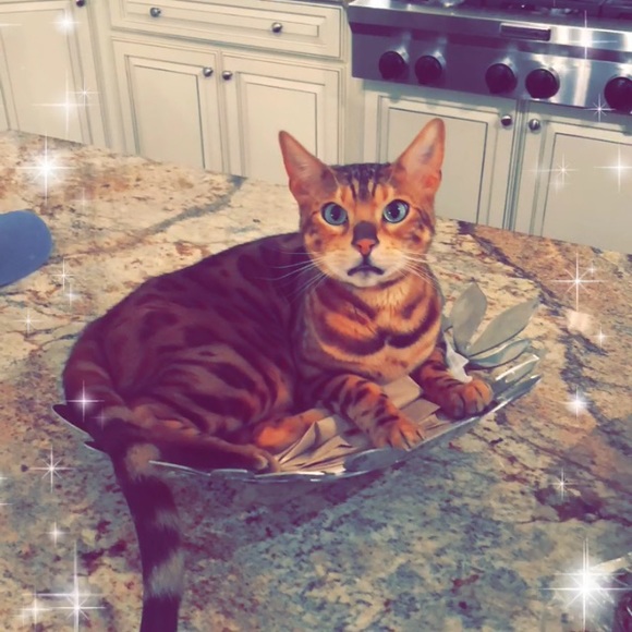 Profile Picture of Amanda Stonehouse (@alstonehouse12) on Poshmark