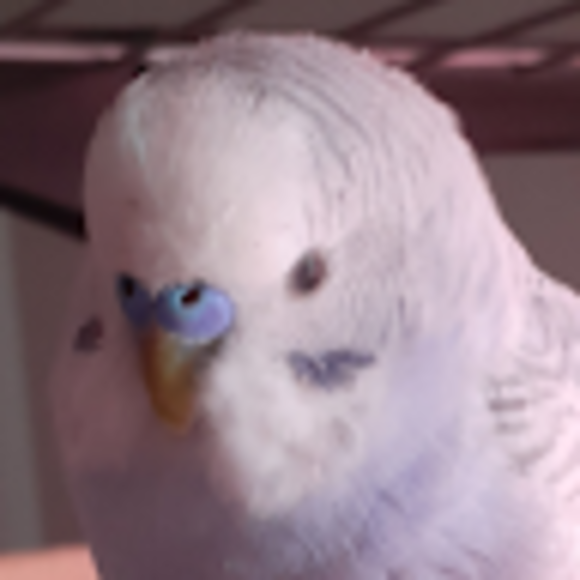 Profile Picture of Jose Ocelotl (@nochtlithera) on Poshmark