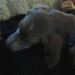 Profile Picture of Janet Pietschmann (@jpietschmann) on Pinterest