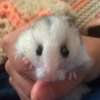 Profile Picture of Paulstlouis (@Pauljr2015) on Twitter