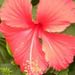 Profile Picture of Lisa Narron (@mrscrough) on Pinterest