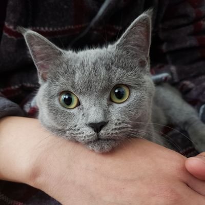 Profile Picture of Ziyu Li (@ZiYu_Le) on Twitter