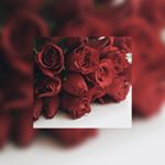 Profile Picture of LeA (@lea.kraushhh) on Instagram