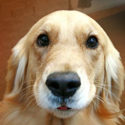 Profile Picture of Ever Antonio Corado (@EverCorado) on Twitter