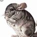 Profile Picture of Addison C (@addison_cornelius) on Pinterest