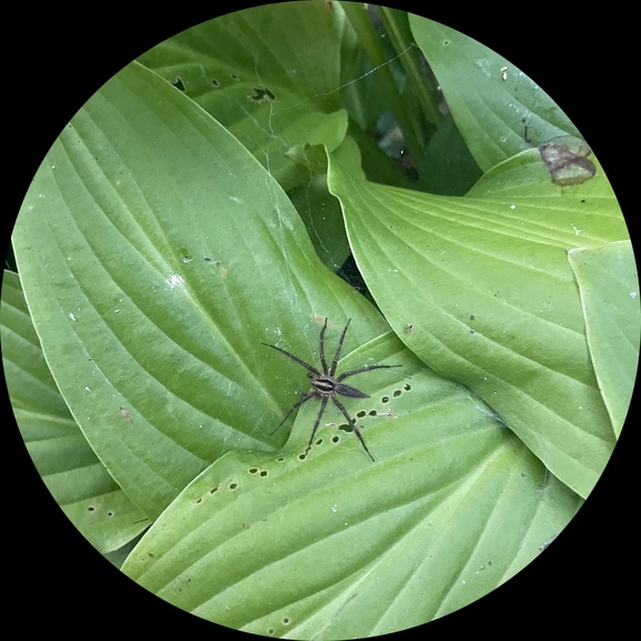 Profile Picture of Justine Khoury (@lailak978) on Poshmark