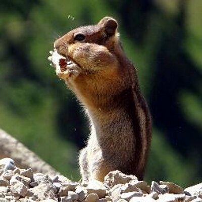 Profile Picture of Tyler Foreman (@firetiger1999) on Twitter