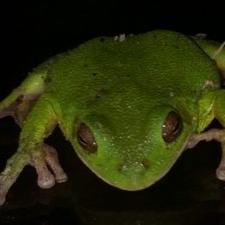 Profile Picture of Randy Ladd (@tigertips2001) on Twitter