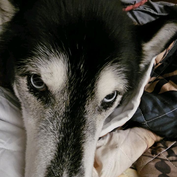 Profile Picture of Zeldaemon (@zeldabber) on Tiktok