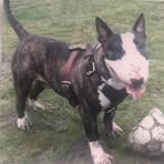 Tony Champion - Facebook Profile Picture of Tony Champion (@Tony-Champion) on Facebook