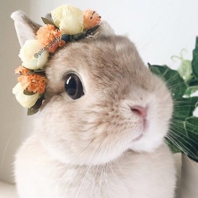 Profile Picture of Hazel Fong (@hazelxhazelfong) on Twitter