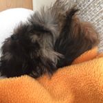 Profile Picture of Ruby Felton (@teddy_love_felton_) on Instagram