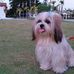 Profile Picture of Nona Chuckie ShihTzu (@nonachuckie.shihtzu) on Facebook
