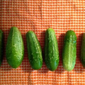 Profile Picture of Matthew Loerke (@Loerkegardens) on Pinterest