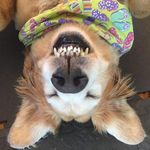 Profile Picture of Cyndi Roberts (@cyndir58) on Instagram