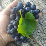 Profile Picture of Кристина Кобзева (@milly__tilly) on Instagram