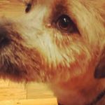 paula wallis - Instagram Profile Picture of paula wallis (@pauladory17a) on Instagram