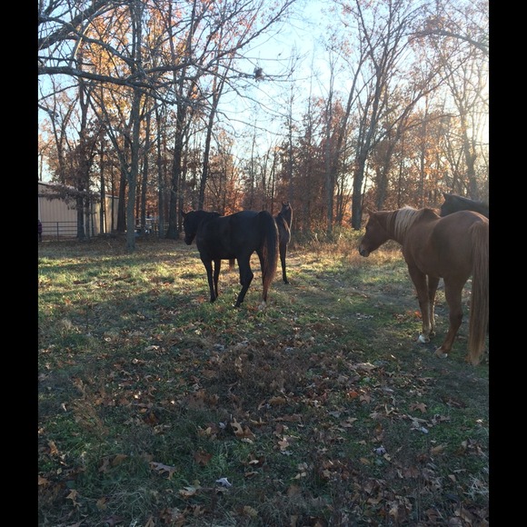 Profile Picture of K l Kreeger (@aktalpasha) on Poshmark