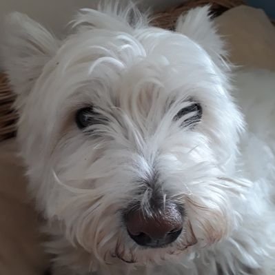 Profile Picture of David Tehan (@david_tehan) on Twitter