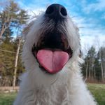 Profile Picture of Kim Pease (@kimpease) on Instagram