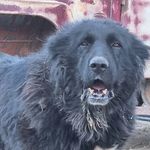 Profile Picture of sadegh samani (@saman_dog3) on Instagram