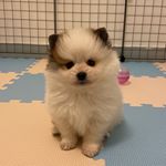 Profile Picture of 今晚，我想來碗Amu湯🐶 (@amusoup191229) on Instagram