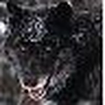 Profile Picture of Rebecca Michael (@palemoonarabs) on Flickr