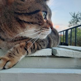 Profile Picture of Alice Pasquali (@alicepasquali12) on Pinterest